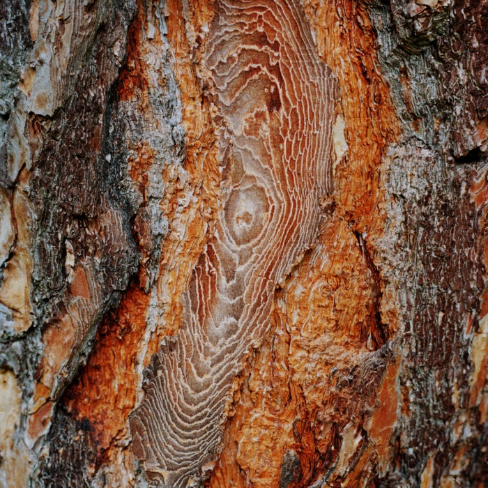 Bettina Ebert Analogfotografie F&uuml;ssen Allg&auml;u Bayern